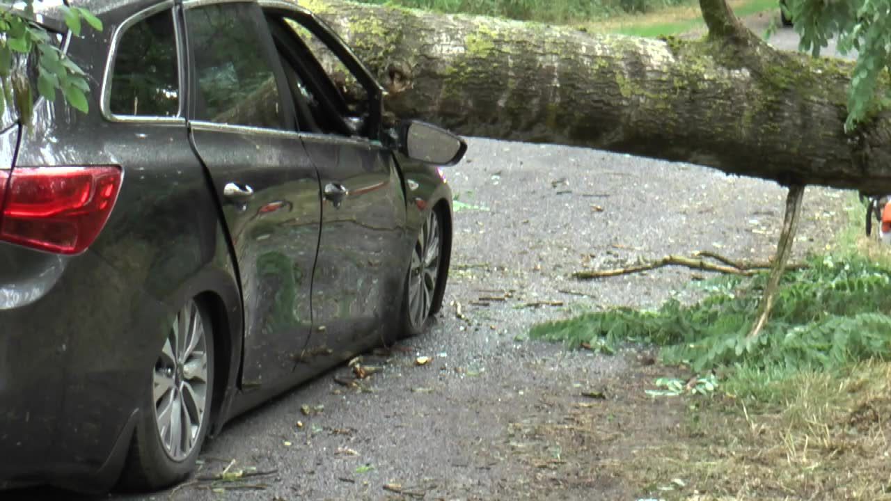 Powalone drzewo spadło na jadący samochód. Kierowcę przetransportowano do szpitala