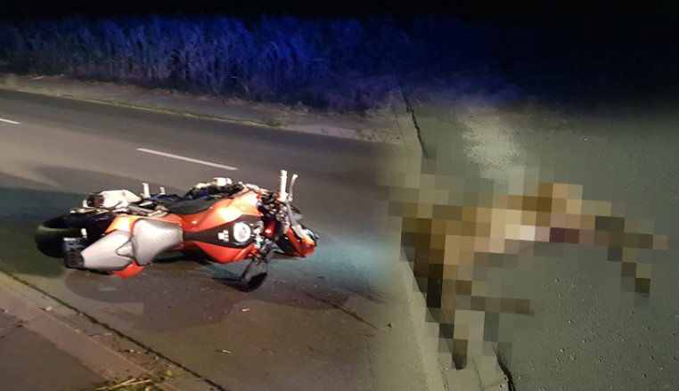 Motocykl zderzył się z sarną. Motocyklista trafił do szpitala