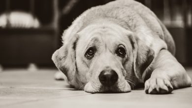 Wstrząsający incydent: Kierowca potrącił i ciągnął Labradora po asfalcie